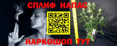 индика Кингисепп