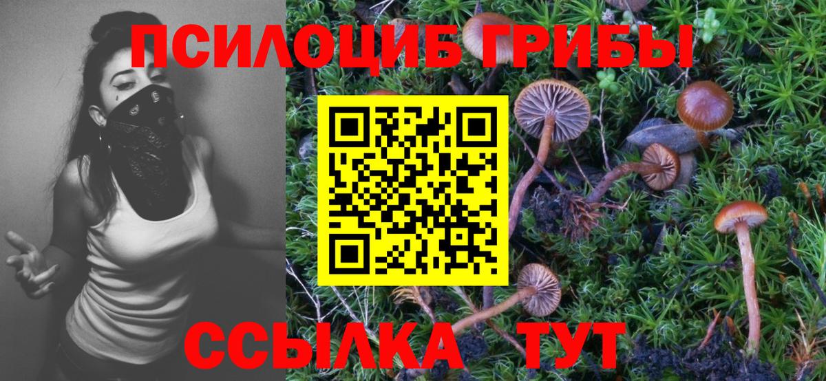Псилоцибиновые грибы Cubensis  где найти наркотики  Славянск-на-Кубани  Вход с VPN 